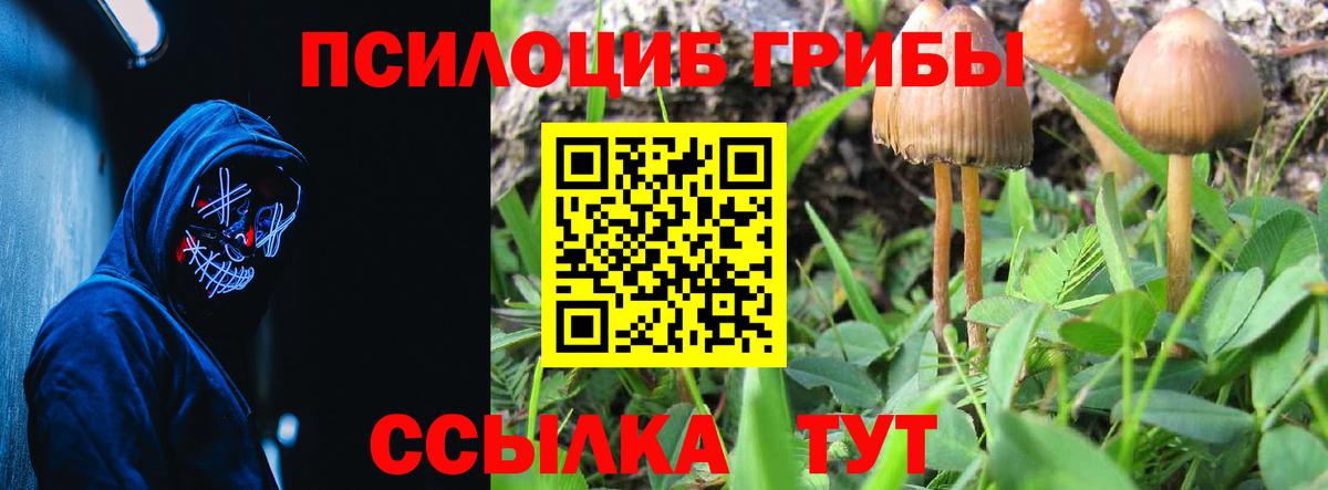 Псилоцибиновые грибы Psilocybe  Вход с VPN  Богородск  Галлюциногенные грибы мицелий 